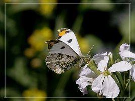 黃尖襟粉蝶 黃尖襟粉蝶