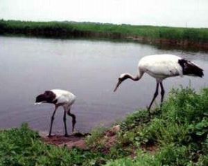 蘿北葦場野生水禽棲息地 蘿北葦場野生水禽棲息地