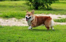 威爾斯柯基犬[著名犬種]