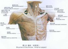 胸肌解剖圖