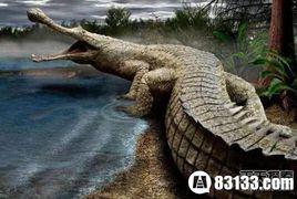 大頭鱷科 大頭鱷科