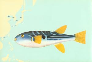 條紋東方魨 條紋東方魨