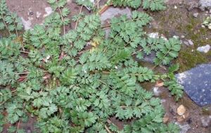 耐寒委陵菜（原變種）