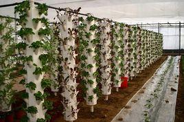 花卉無土栽培 花卉無土栽培