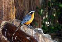 藍肩歌鵖 藍肩歌鵖