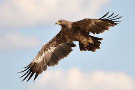 雕[國家二級保護動物]