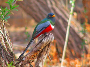 黃頰非洲咬鵑 黃頰非洲咬鵑