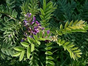 絨毛赤楊葉 絨毛赤楊葉