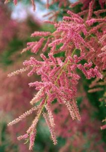 中國檉柳 中國檉柳