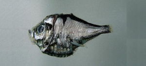 單棘燭光魚