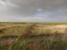 陳宏斌[內蒙古巴彥淖爾市婚慶文化行業協會會長]