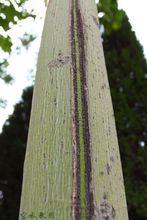 中國梧桐（空水秋園孫熙讓攝影）