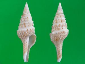 頂尖卷管螺 頂尖卷管螺