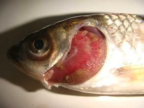 飄魚指環蟲 飄魚指環蟲