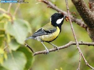 小綠背織雀 小綠背織雀