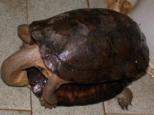 （圖）周氏閉殼龜