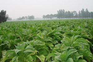 特色經濟之一——菸草