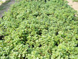 齒葉景天 齒葉景天