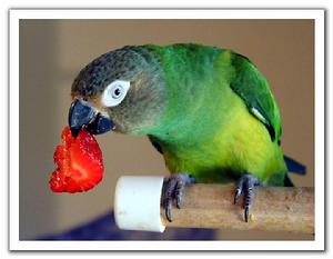 南達錐尾鸚鵡 南達錐尾鸚鵡