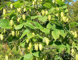 蛇麻草精油 蛇麻草精油