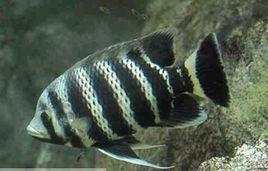 布氏鯛魚 布氏鯛魚