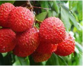 黃楊荔枝 黃楊荔枝