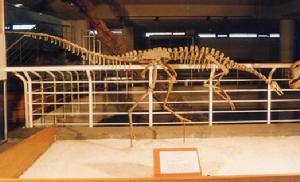 亞洲古似鳥龍 亞洲古似鳥龍