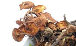 青川青槓菌 青川青槓菌