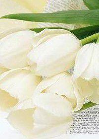 千年の戀 千年の戀