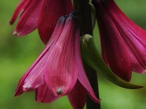 大葉假百合 大葉假百合