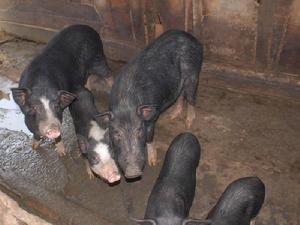 賀蘭村-生豬養殖