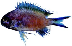 燕尾光鰓雀鯛 燕尾光鰓雀鯛