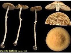 鐘形錐蓋傘 鐘形錐蓋傘