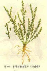 喜馬拉雅薹草 喜馬拉雅薹草