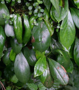 毛花吊石苣苔 毛花吊石苣苔