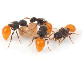 盾胸切葉蟻屬 盾胸切葉蟻屬