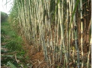 桂糖18號 桂糖18號