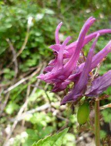 太白紫堇 太白紫堇