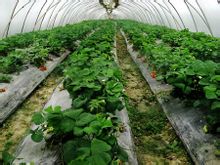 磨店鄉大棚花卉