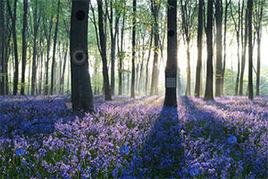 黎明逃生 黎明逃生