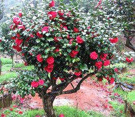 魯濱遜[山茶屬栽培品種]