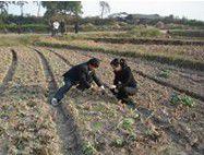 吉州區禾埠新村