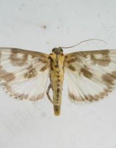 竹芯翎翅野螟 竹芯翎翅野螟