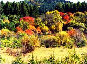 草魚塘森林公園