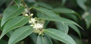 深裂山礬亞屬 深裂山礬亞屬