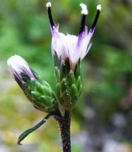 半抱莖風毛菊 半抱莖風毛菊