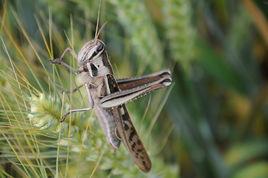 日本黃脊蝗 日本黃脊蝗