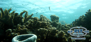 帛琉海底大斷層-帛琉PIT中國