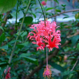 吊燈扶桑 吊燈扶桑