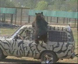 大連獅虎園 大連獅虎園